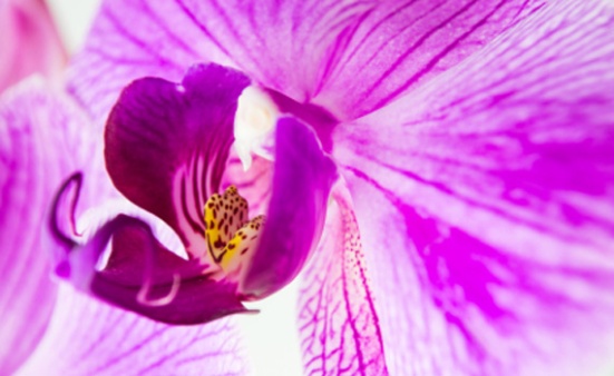 radiant-orchid-colore-2014